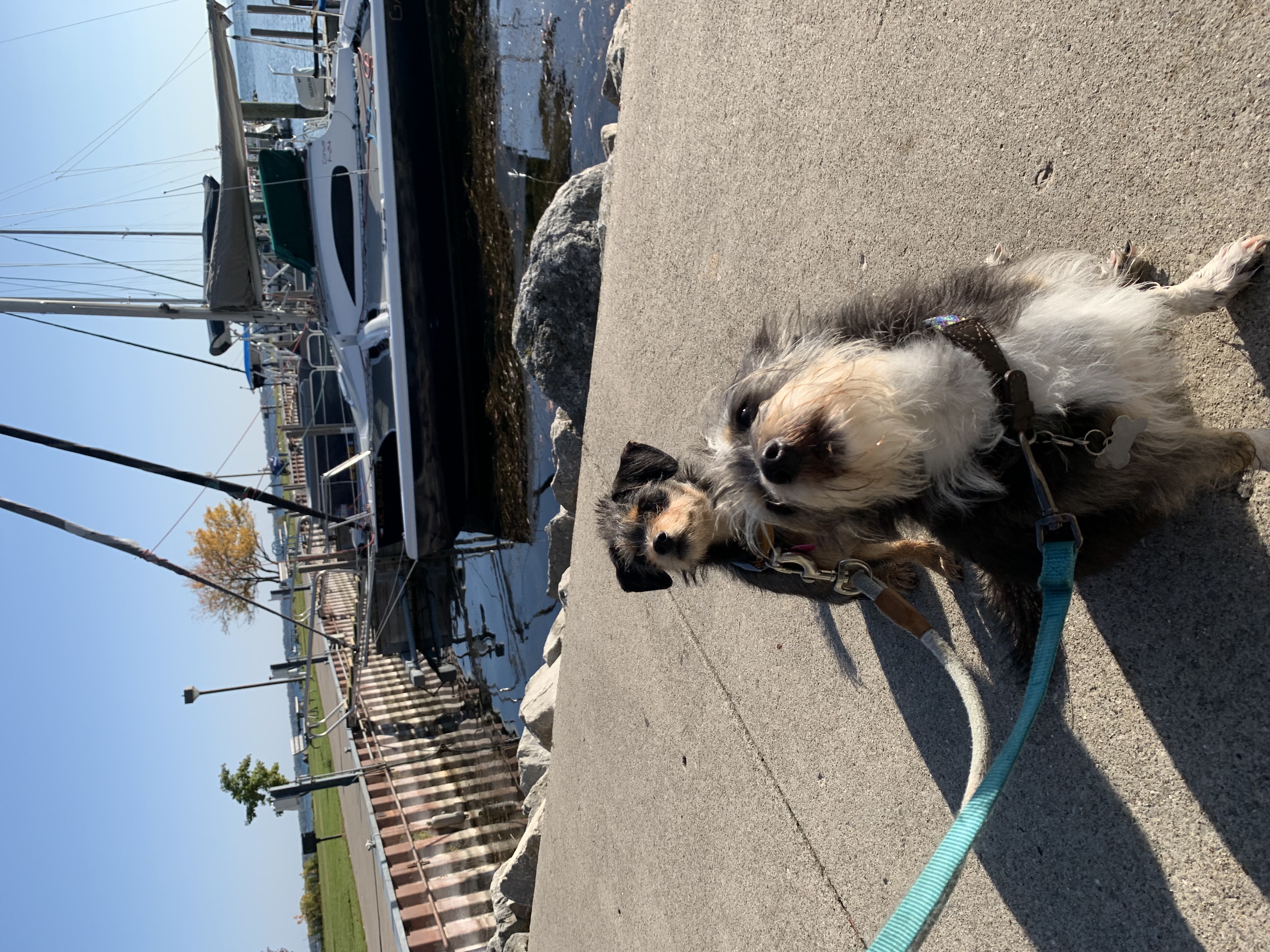 zazu and mooshu near a montrose harbor
