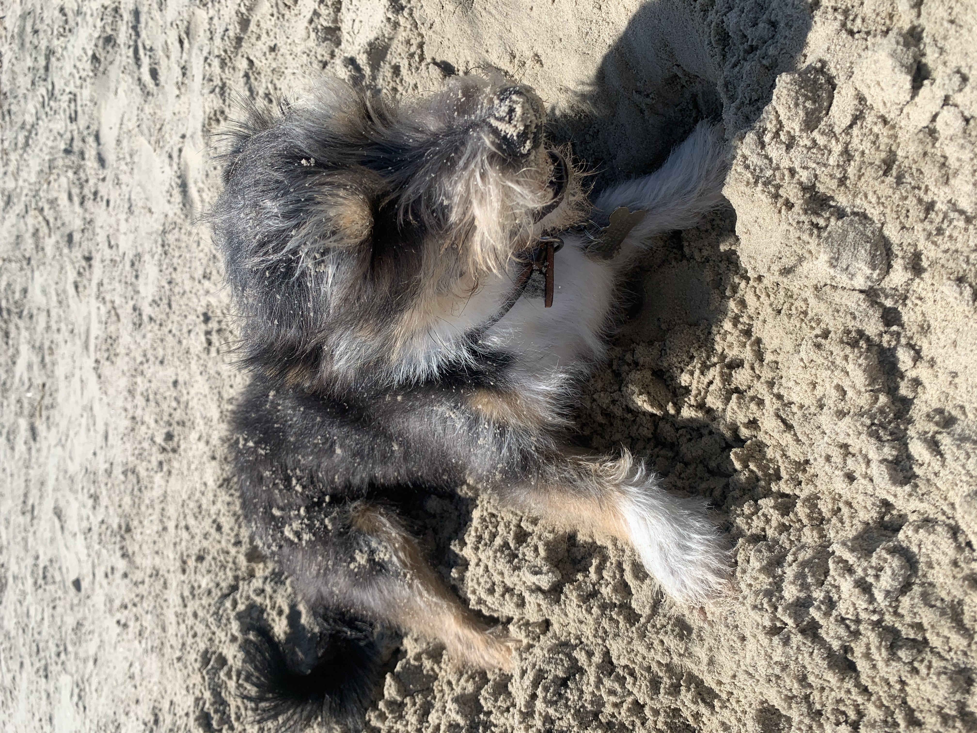 zazu digging in sand at the beach