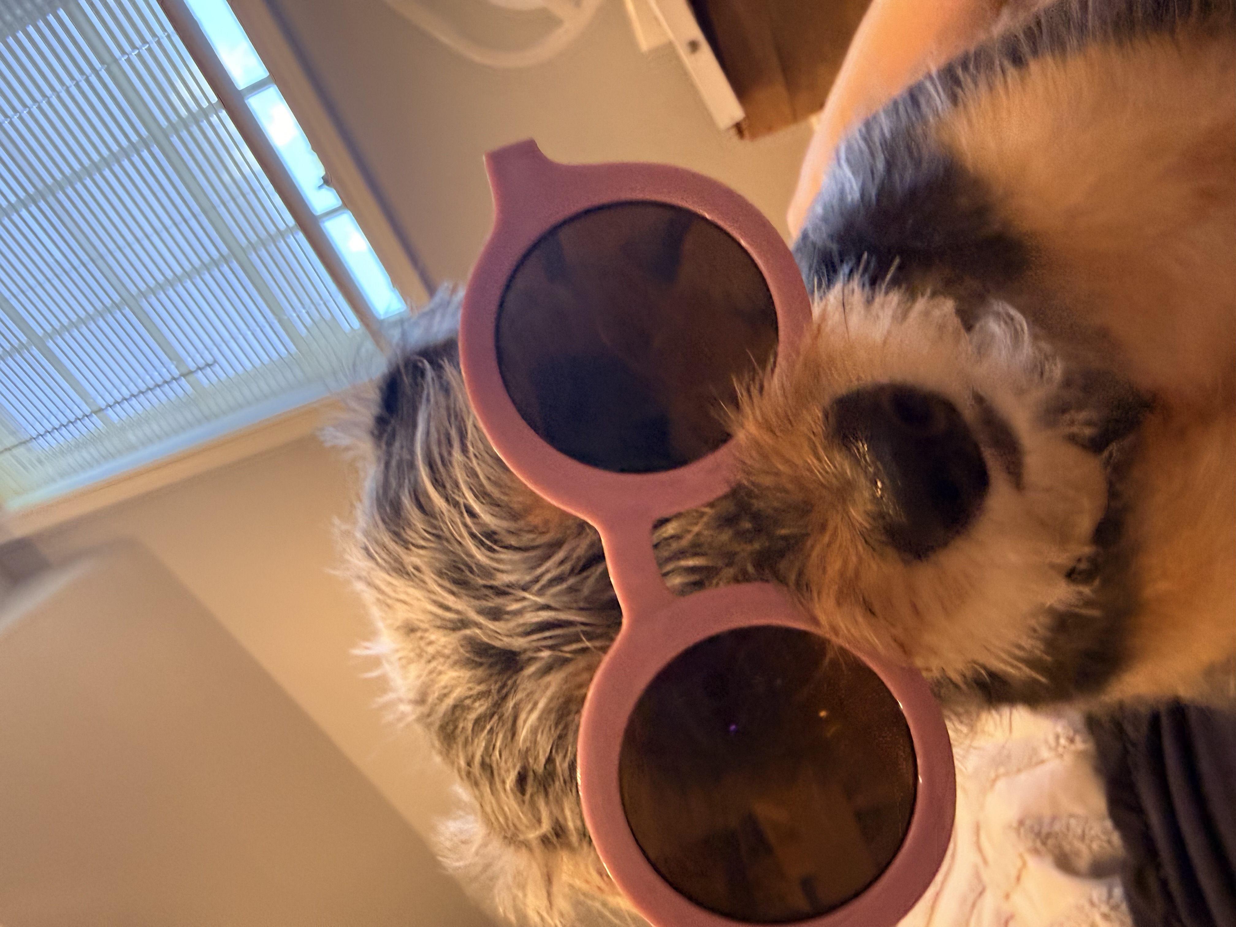 mooshu wearing sunglasses